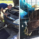 First responders helping a bald eagle that was trapped in the grille of a car in Florida (Clay County Sheriff’s Office, Facebook)